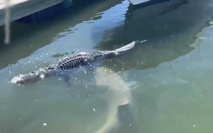 Video: Cá mập đớp chân cá sấu đang nổi trên mặt nước tại bến thuyền